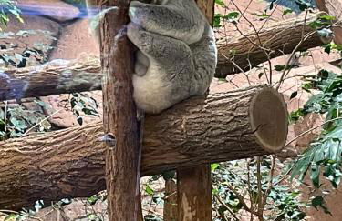 Les oiseaux du paradis - Foto 20