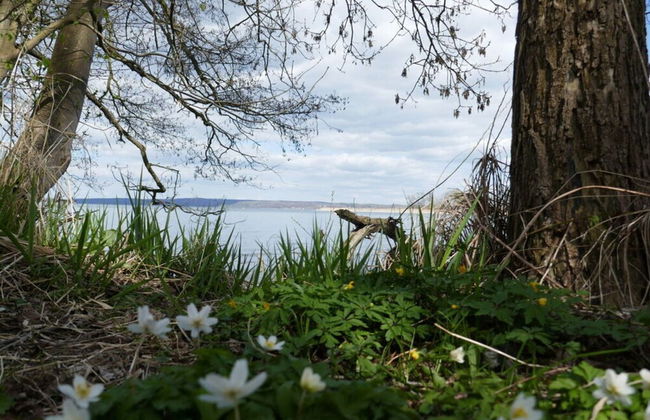 Kugelhaus Phoebe - Foto 16