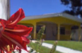 Flor da Primavera - Foto 1