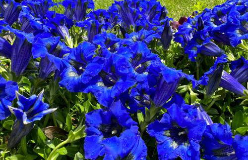 Mansarda Le Genziane di Fiemme - Foto 73