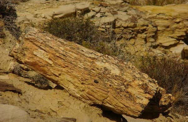 Trilha pelo bosque petrificado La Leona - Foto 4