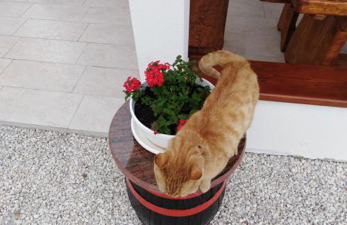 Holiday Home Magdalena - Photo 8