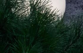 Czarna Perła - Foto 32