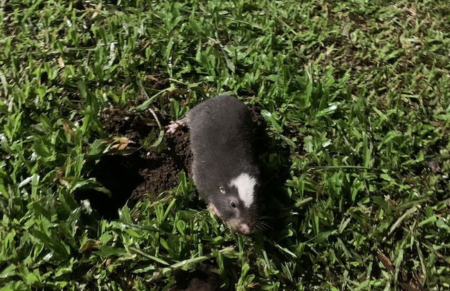 TIPS Vacation - Foto 51