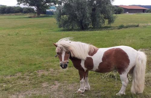 Spacious Farmhouse in Friedrichsfeld near Forest - Foto 41