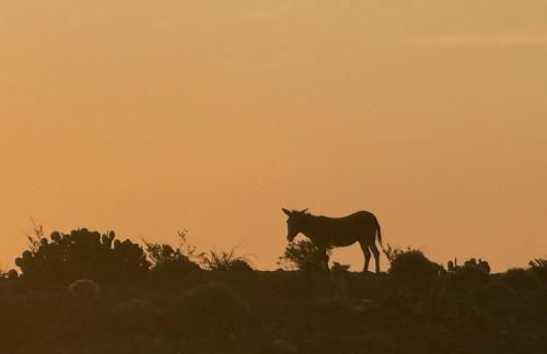 Cabin at the Hill, Close to Big Bend National Park and Terlingua Ghost Town - Foto 10