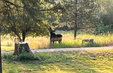 Tranquil Nature Retreat on 12 acres! - Foto 51