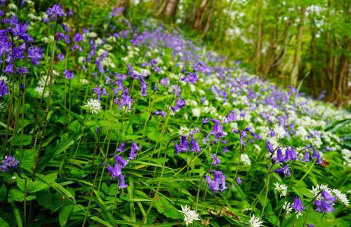 Edinburgh's Springtime Chalet - Foto 10