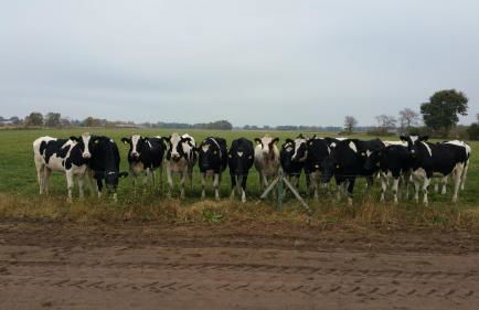 Ferienbauernhof De Slaaphoeve - Foto 44