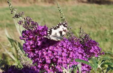 Au chant des oiseaux - rouge gorge - Foto 20