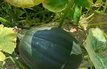 Casa dei Gigli relax and vacation among flowers and fruits - Foto 22