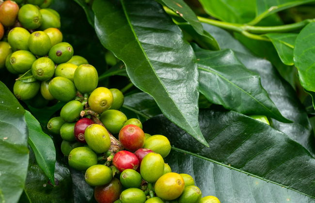 Armenia Coffee Farm Tour - Photo 1