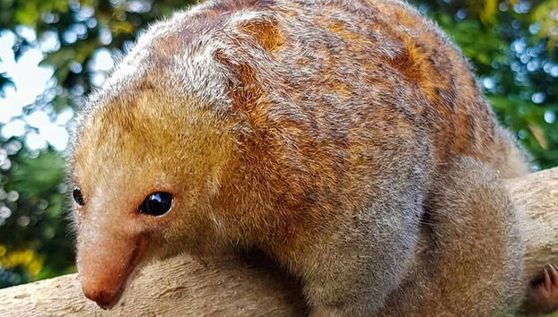 Un adorable fourmilier