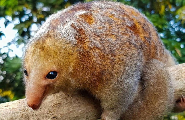 Visite du sanctuaire des oiseaux de Caroni - Photo 5