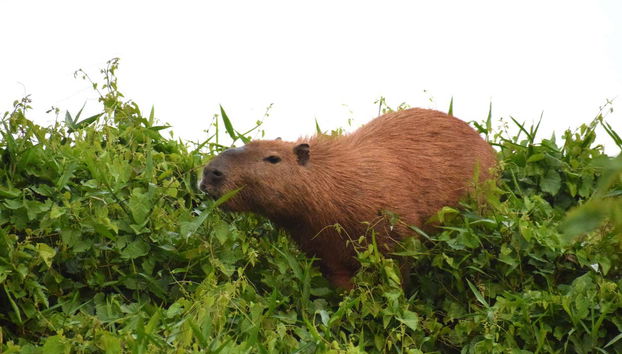 Vous verrez des capybaras de très près
