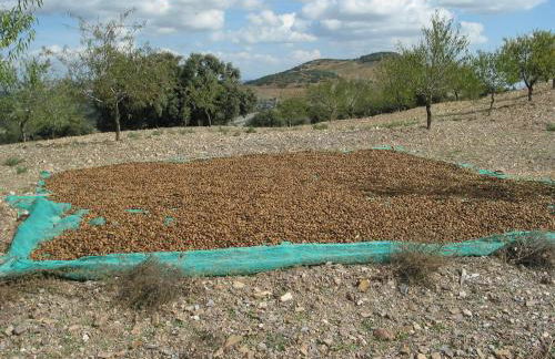 Cortijo La Estrella - Foto 47