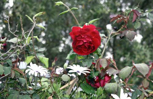 Villa Helen - Foto 7