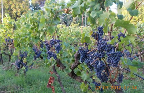 Le Case Di Bacco - Foto 24