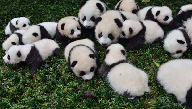 Pandas dans la réserve