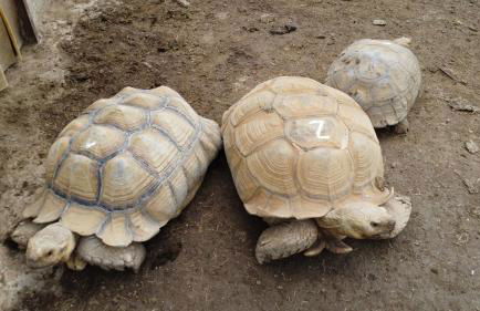 Casas Rurales Racha Rachel, Zarza la Mayor - Foto 32