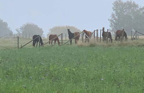 Superior Relax und Wellness Landhaus - Foto 13