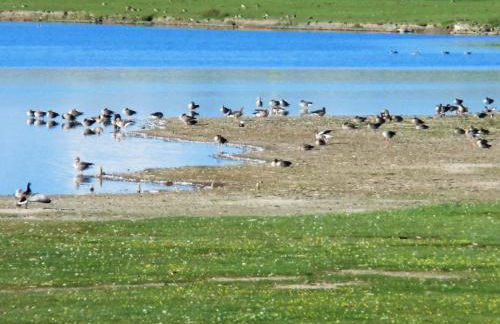 Friesenhaus am Meer - Foto 16