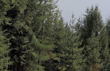 Spacious, Custom-Built Log Cabin - Foto 7