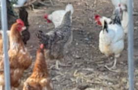 Masseria Le Mesolecchie - Foto 23