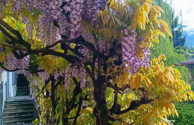 Palazzo Guicciardi - Foto 20