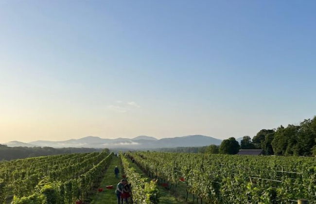 Afton Mountain Vineyards - Foto 16