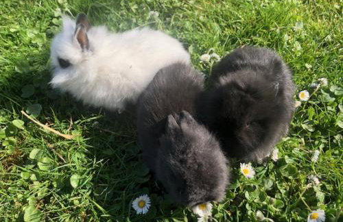 Gästehof Huber - Foto 14