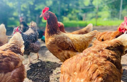 Ferienhof Alte Wildmeisterei - Fewo Gartenblick - Foto 23