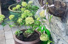 Bluebird Cottage - Foto 25