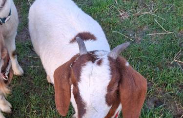 Mardi Gras, Upwell - Foto 14