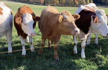 les Gites de l’E.D.E. - Photo 59