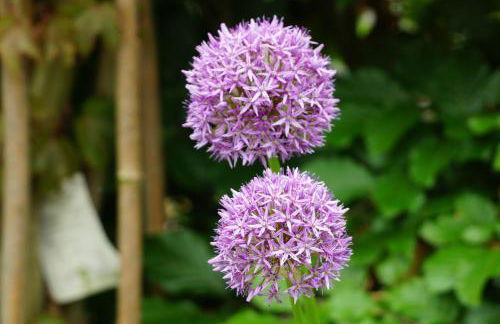 Gästewohnung Hardinghaus am Teich - Foto 20