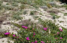 Villa Petra e Survas in La Caletta Countryside - Foto 37