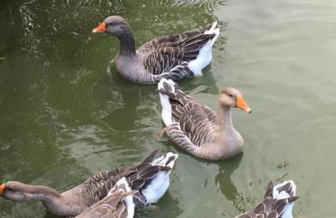 Feha 22 Schwedenhaus auf dem Bauernhof - Foto 1