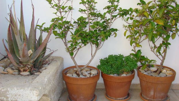 Diamond Apts and Suites - Photo 3