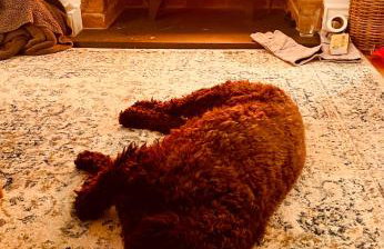 Pebble Cottage - Tranquil stone cottage in Rock conservation area - Foto 15