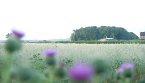 The Cattleyard - Foto 4