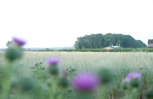 The Cattleyard - Foto 4