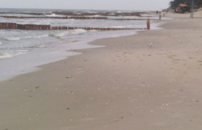 Wood in Zempin/usedom - Foto 19