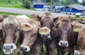 Exklusive FeWo AllgäuStern Steibis mit WLAN Sauna Kamin und Oberstaufen PLUS Card mit SKIPASS - Foto 45
