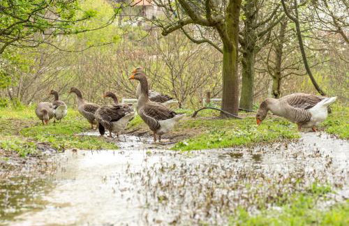 Casa da Eira "Lavoura da Bouça - Fruta Bio" - Foto 19