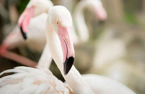 Coucher de soleil en Camargue - Foto 42