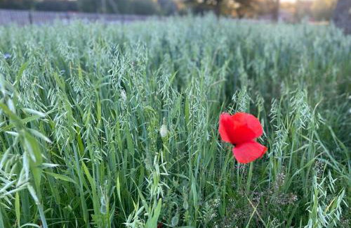 Farma Puchałowo - Foto 67