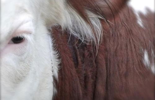 Taverna Centomani - Photo 19