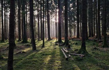 Nagshead Cottage - Dog-friendly retreat on the cycle trail - Photo 6
