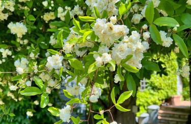 Villa Elena Tuscany - Pool & Garden Arezzo - IHH - Foto 12